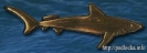 Значок ПЛА Акула